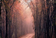 移动转网电信有什么优惠套餐,移动转网电信怎么办理费用怎么收?